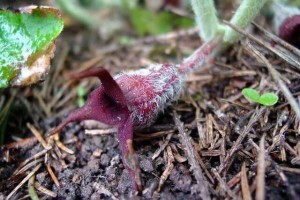 Clefthoof root