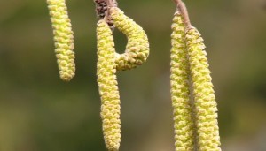 Walnut earrings for alcoholic tincture