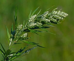 Sage brush